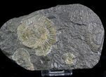 Dactylioceras Ammonites - Posidonia Shale #23112-1